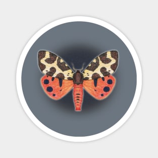 Garden tiger moth Magnet